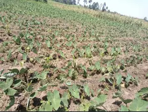 100 Arrowroot (Nduma) Suckers Cuttings Available