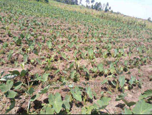 100 Arrowroot (Nduma) Suckers Cuttings Available - thumbnail 6