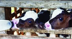 Milk Replacer. 5kg.
