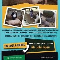 Mkulima Piggery logo