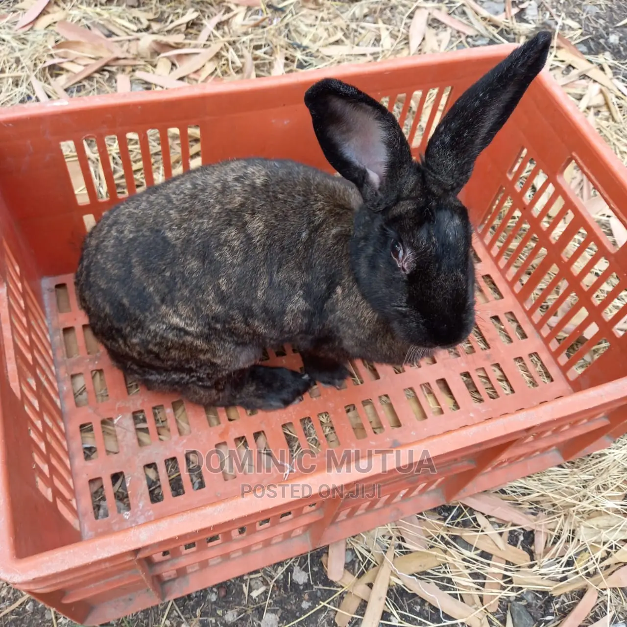 Kitengela Rabbitry