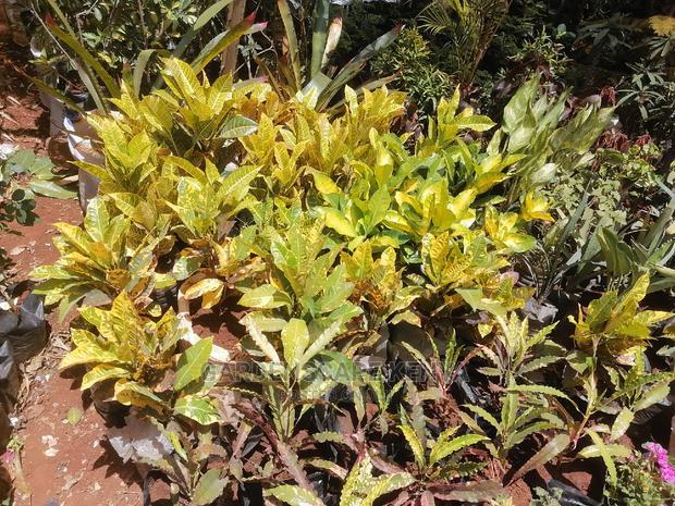 Croton Trees for Sale - thumbnail 2