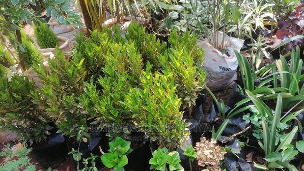 Croton Trees for Sale - thumbnail 4