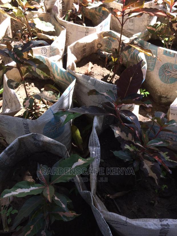 Croton Trees for Sale - thumbnail 6
