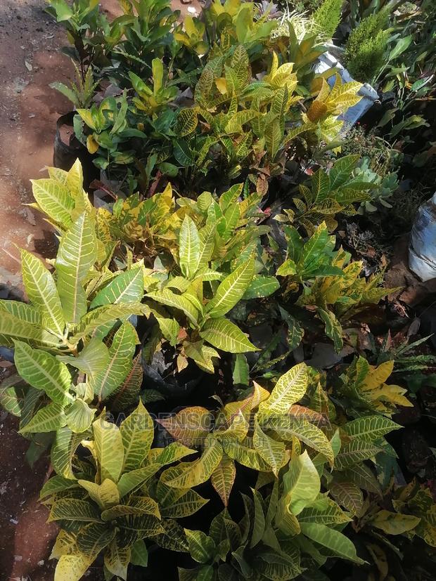 Croton Trees for Sale - thumbnail 9