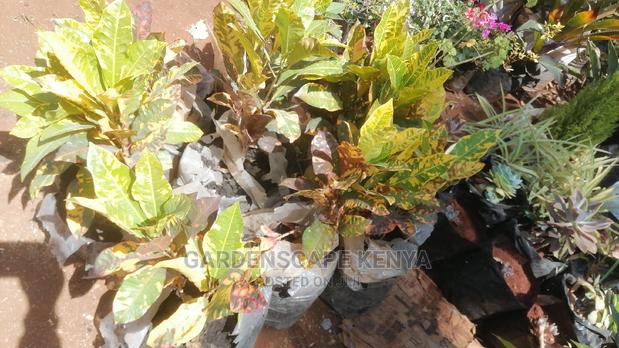 Croton Trees for Sale - thumbnail 7