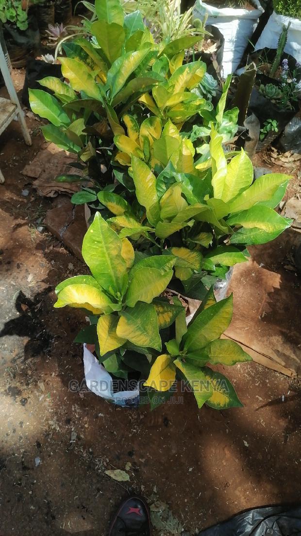 Croton Trees for Sale - thumbnail 8
