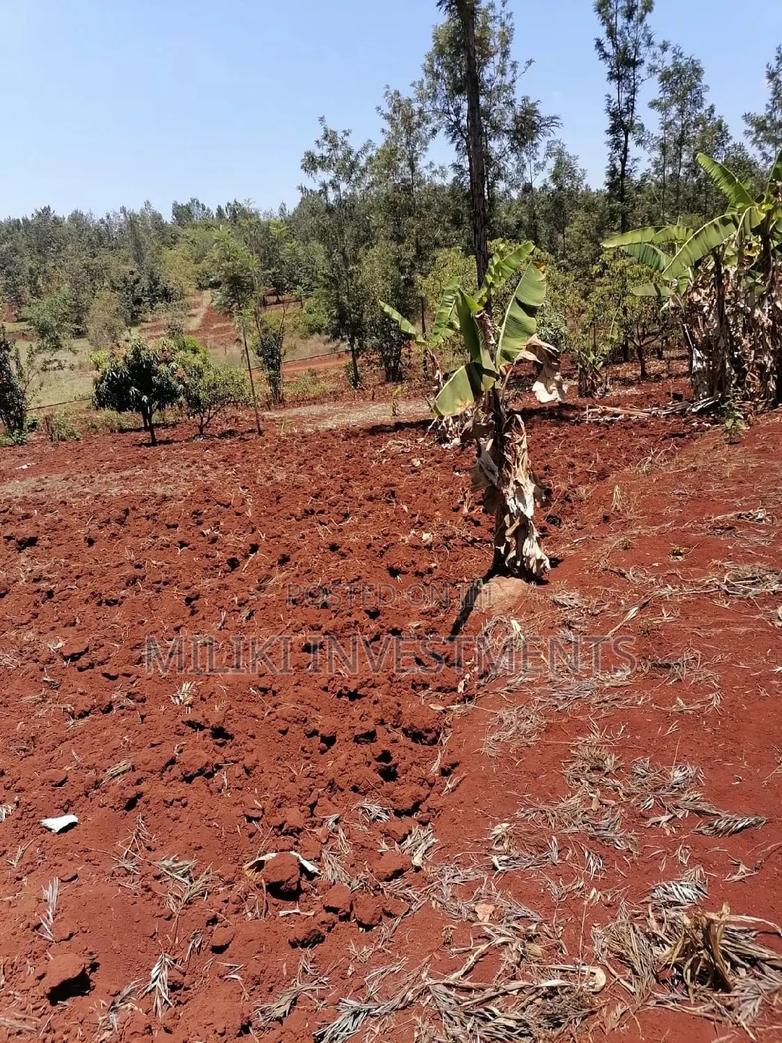 Quarter an Acre at Sabasaba