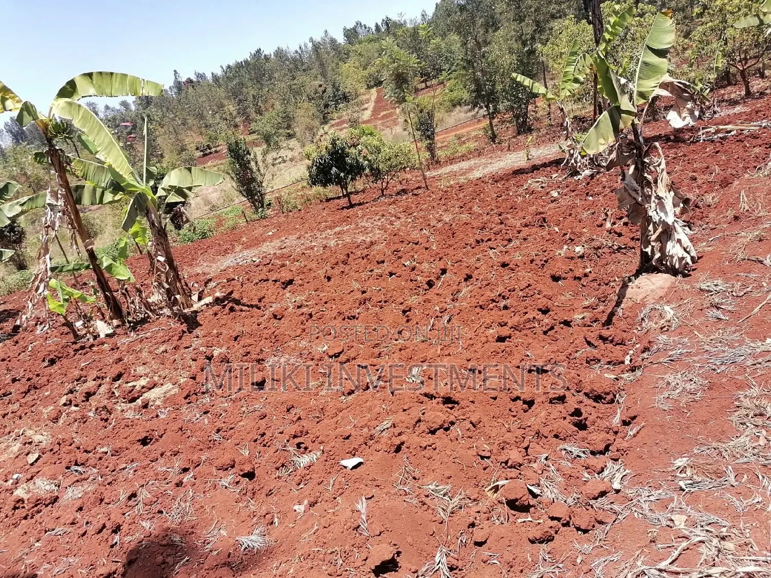 Quarter an Acre at Sabasaba
