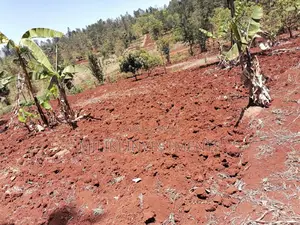 Quarter an Acre at Sabasaba