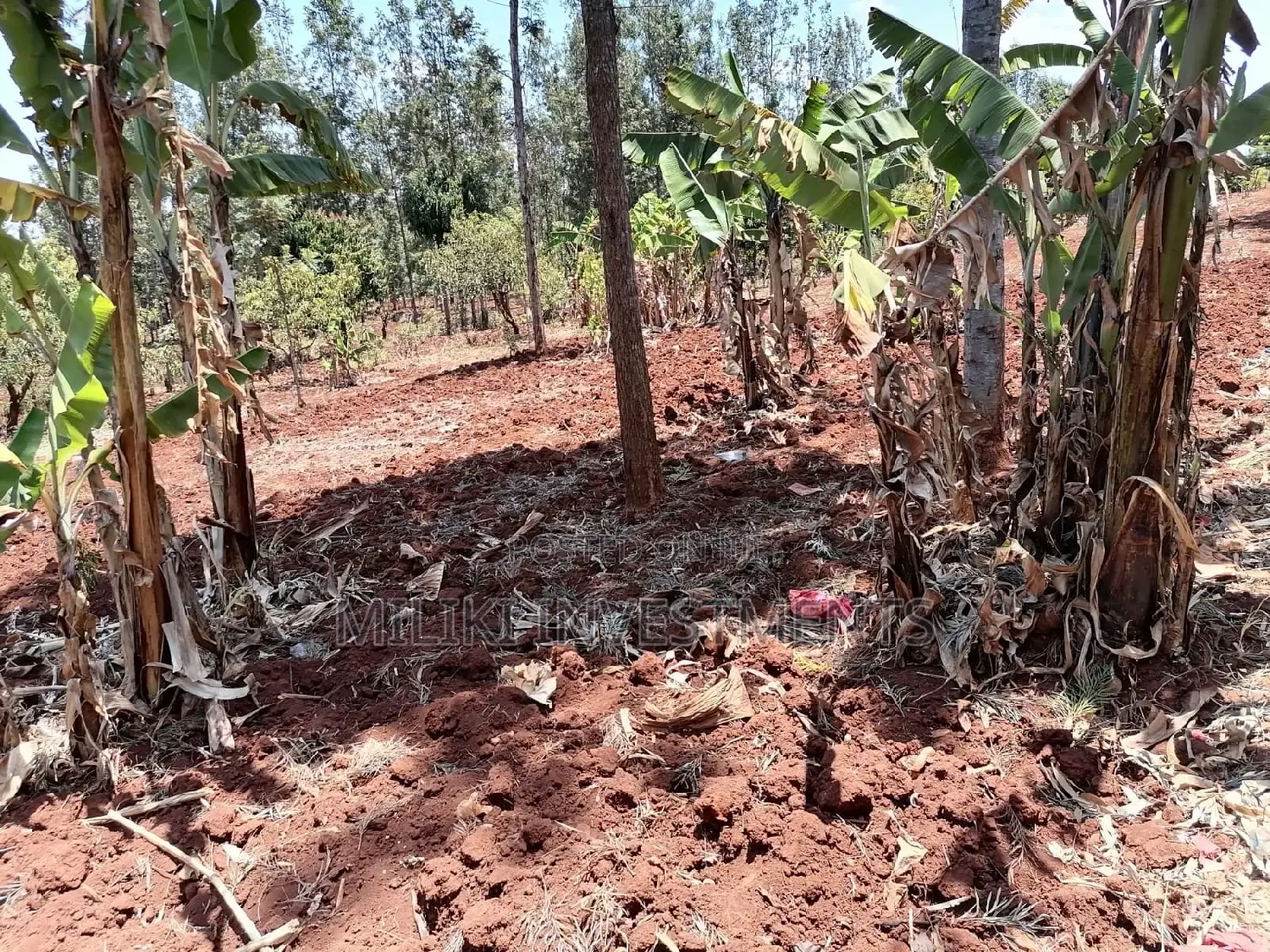 Quarter an Acre at Sabasaba