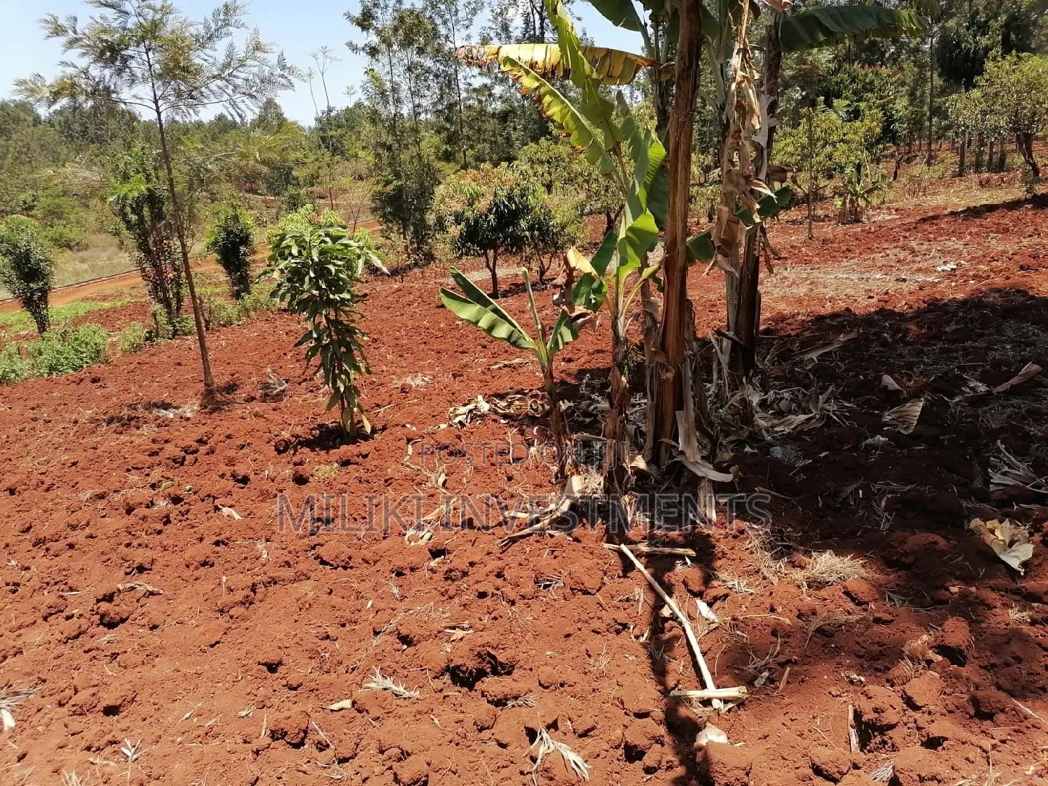 Quarter an Acre at Sabasaba