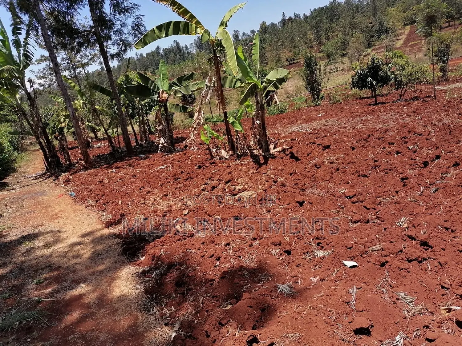 Quarter an Acre at Sabasaba