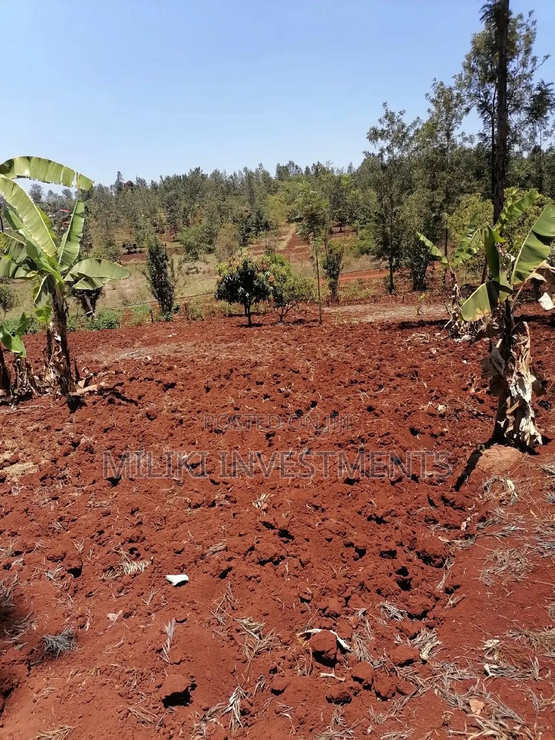 Quarter an Acre at Sabasaba