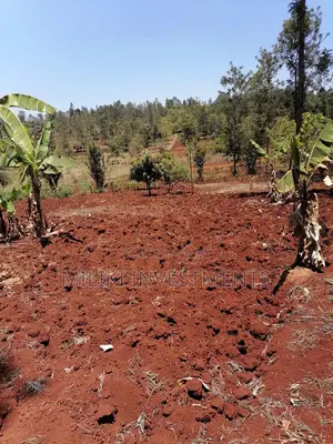 Quarter an Acre at Sabasaba