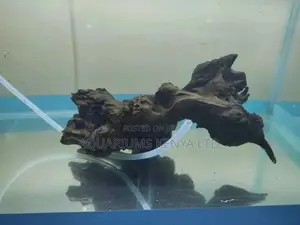 Wild Driftwoods for Aquariums