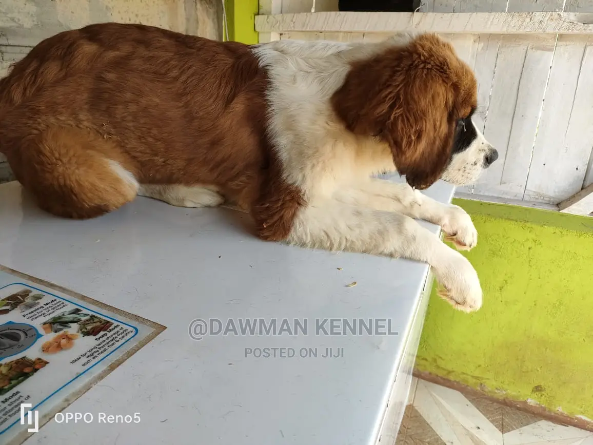 1-3 Months Female Purebred Saint Bernard