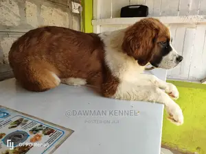 1-3 Months Female Purebred Saint Bernard