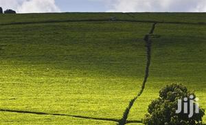 Tea Farms for Sale