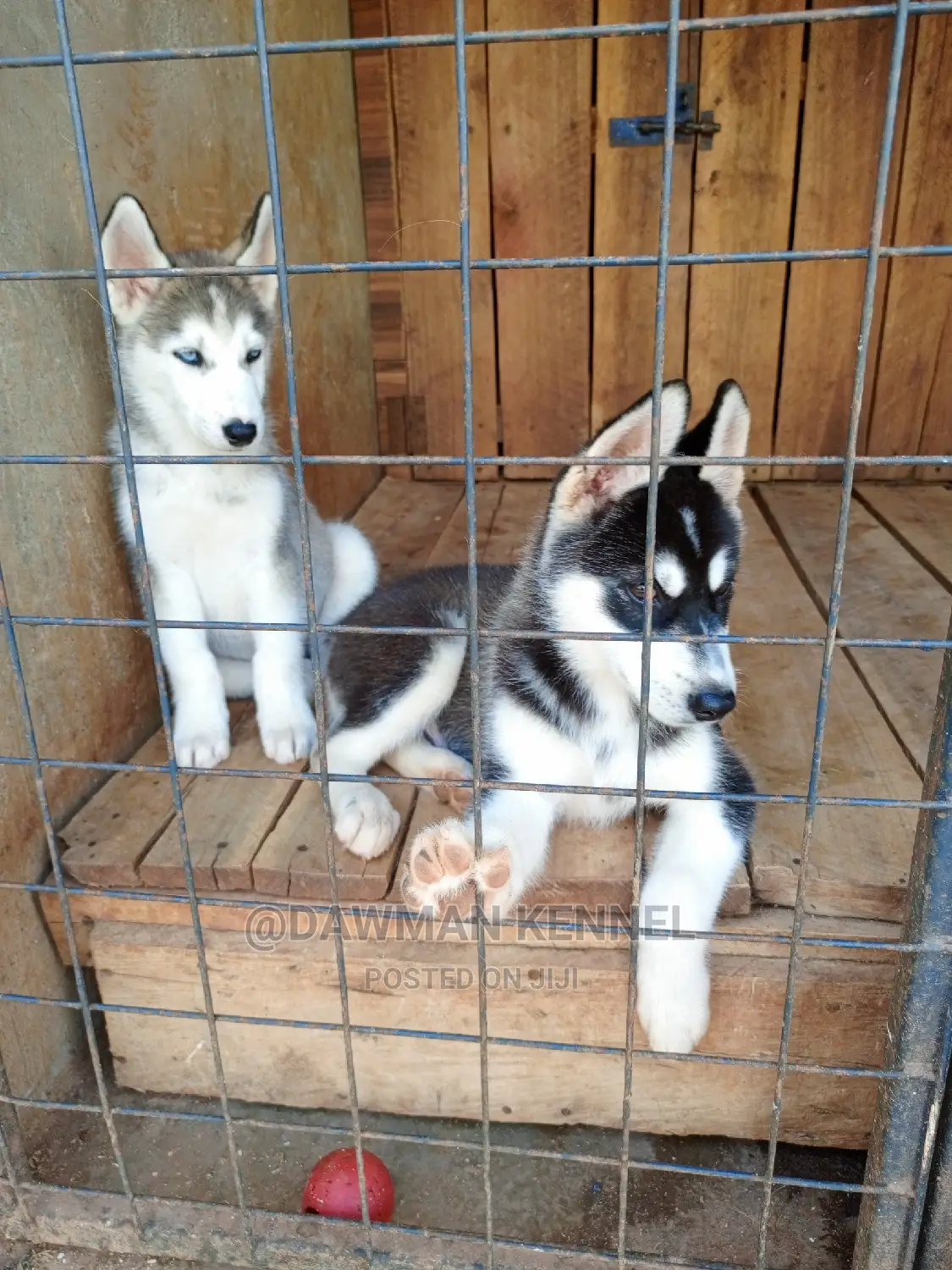 1-3 Months Male Purebred Siberian Husky
