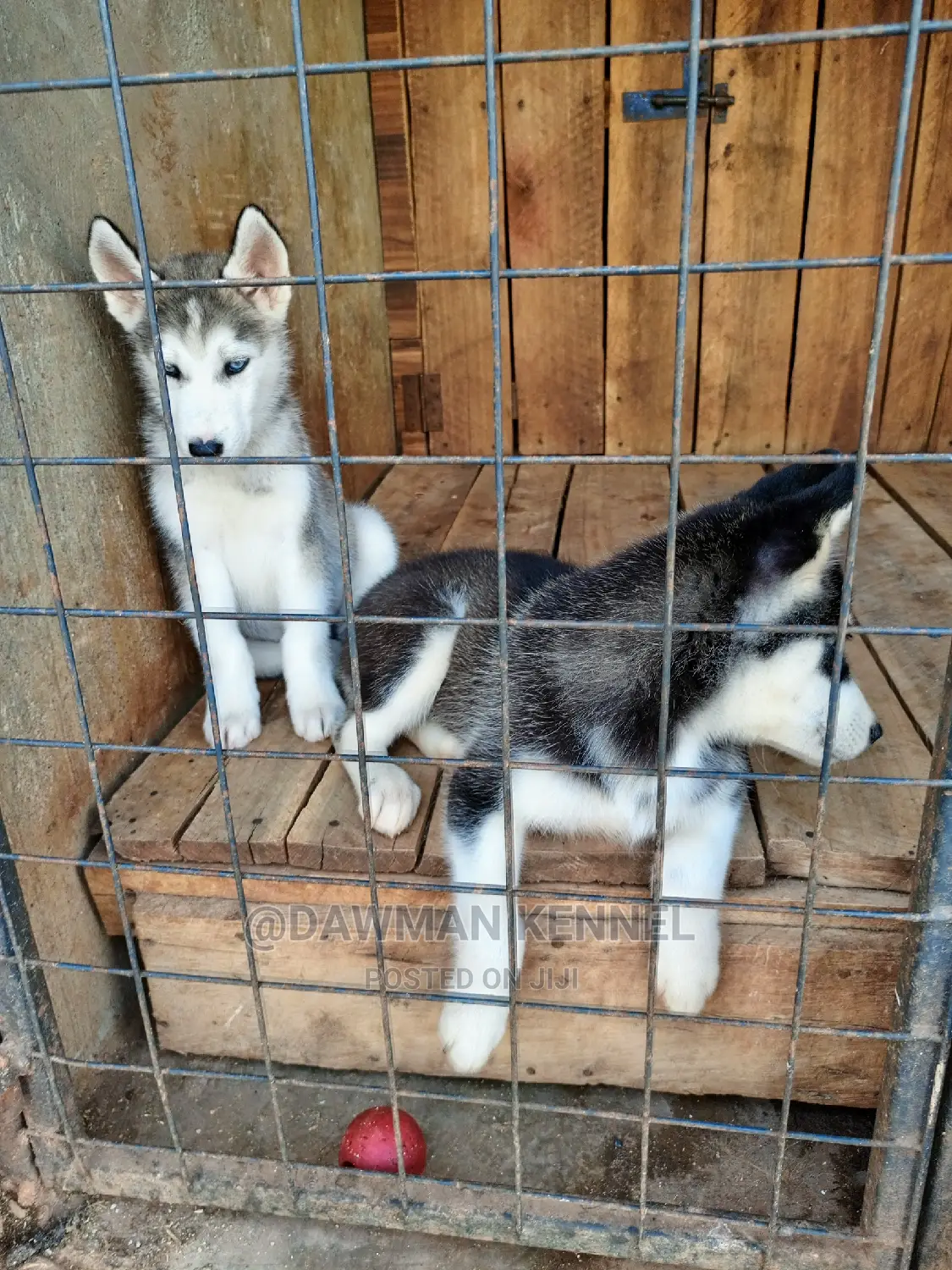 1-3 Months Male Purebred Siberian Husky