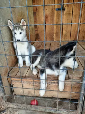 1-3 Months Male Purebred Siberian Husky