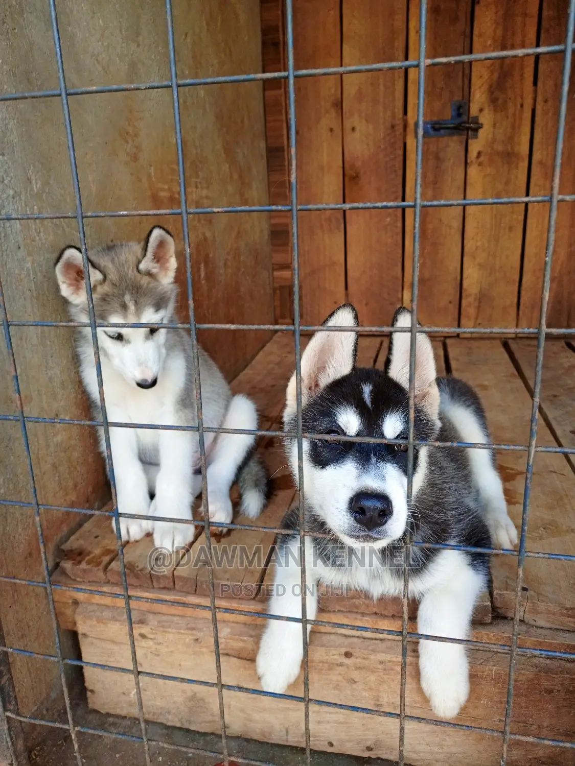 1-3 Months Male Purebred Siberian Husky
