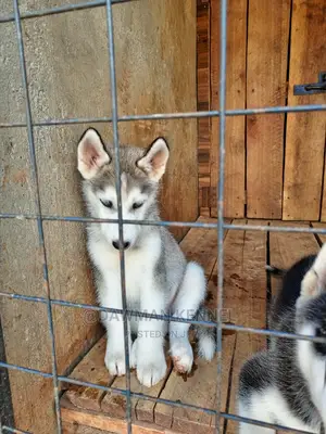 1-3 Months Male Purebred Siberian Husky