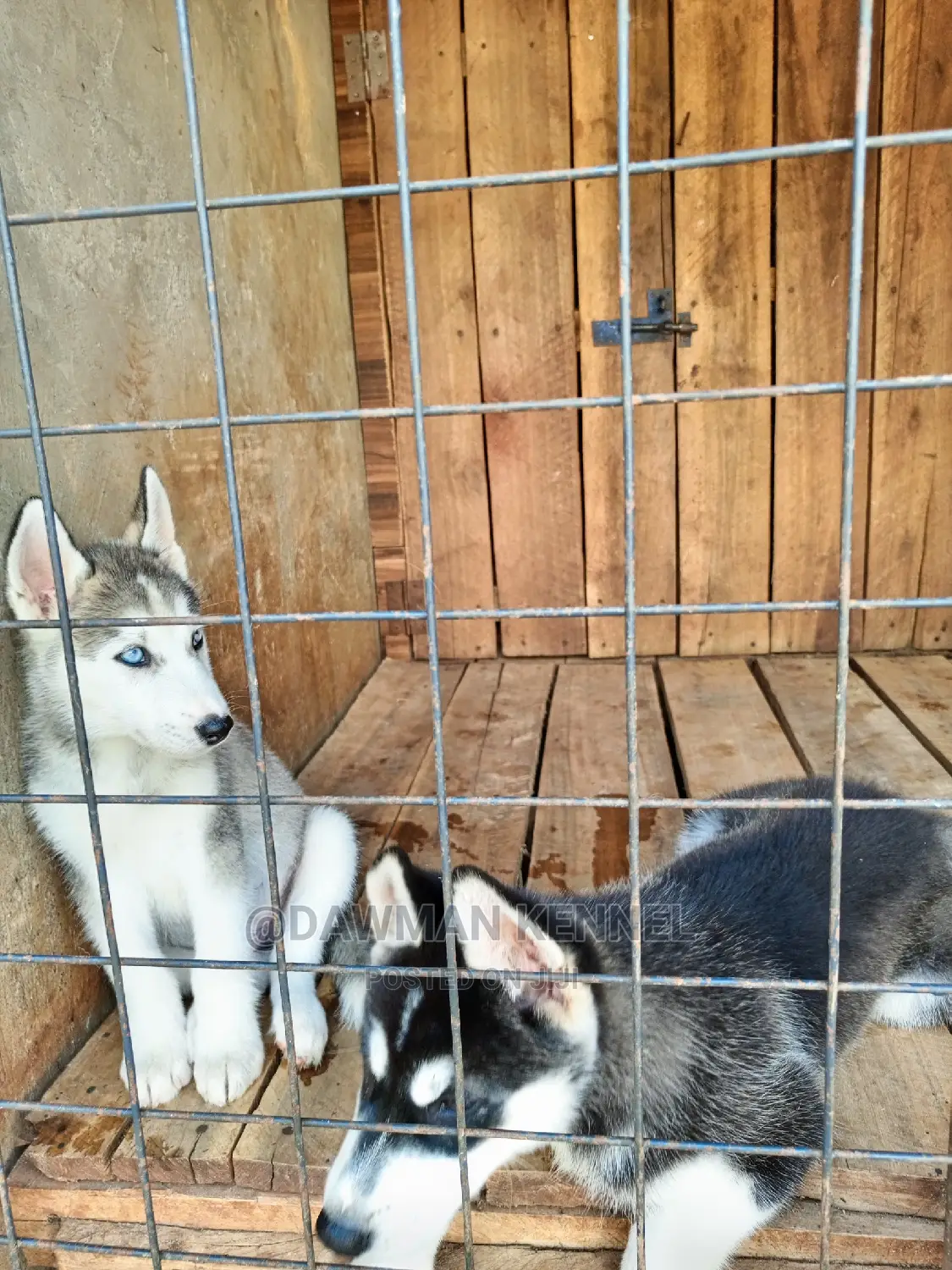 1-3 Months Male Purebred Siberian Husky