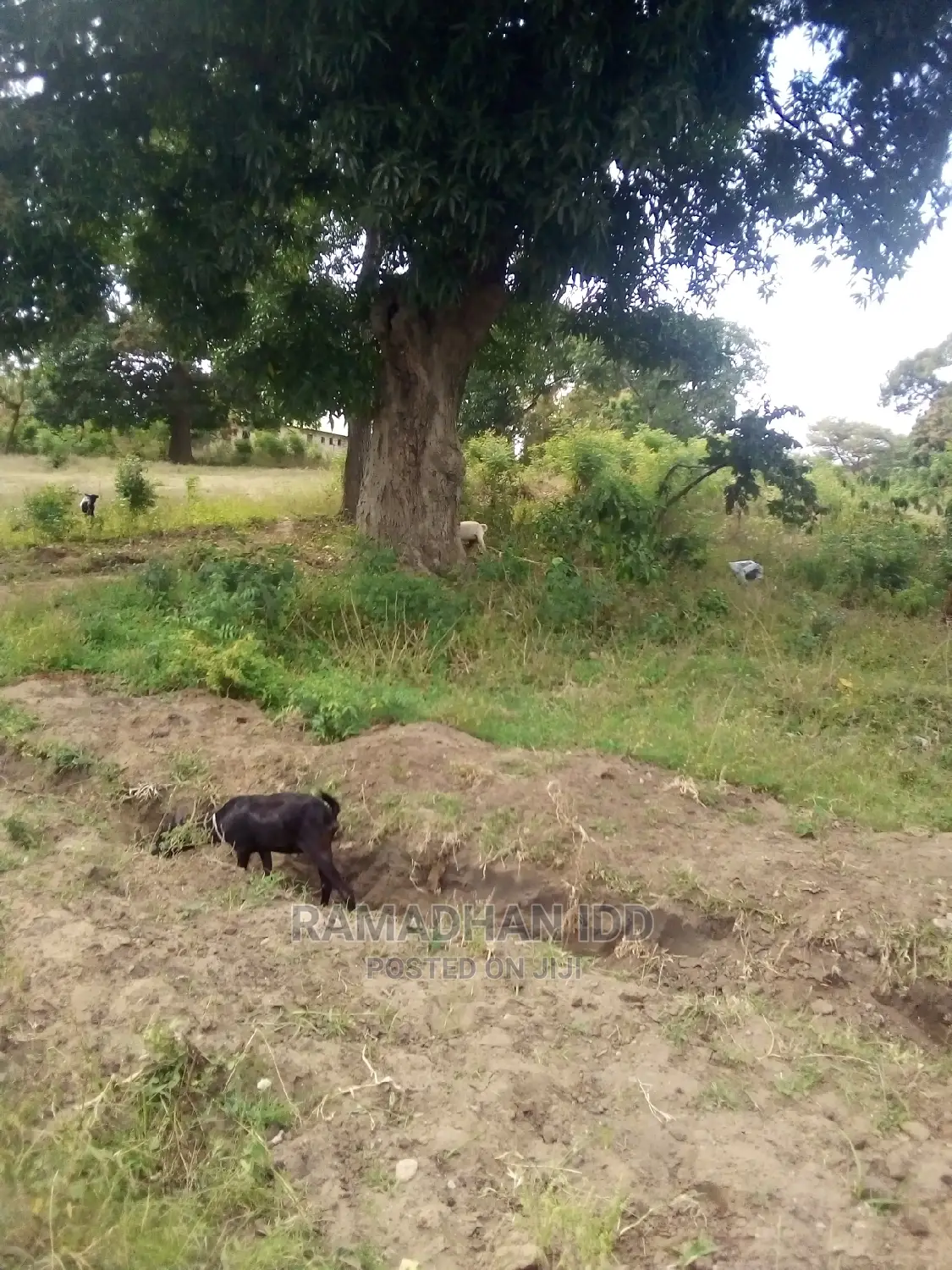 Title No: Bamburi Utange
