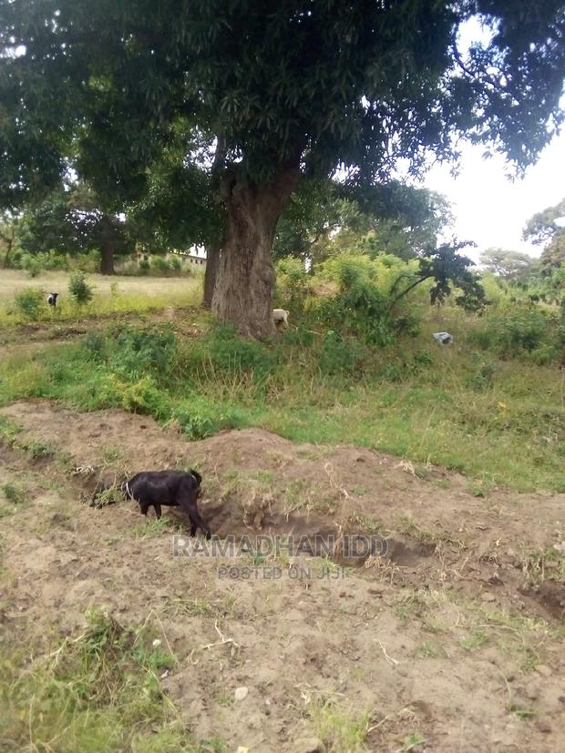Title No: Bamburi Utange