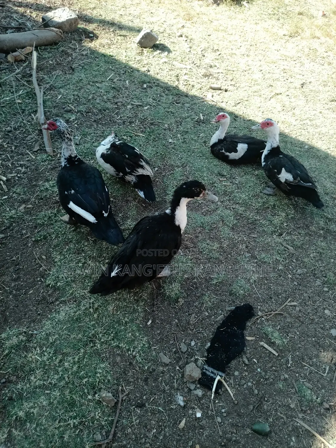 Muscovy Ducks