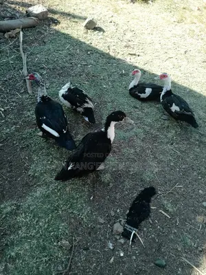 Muscovy Ducks