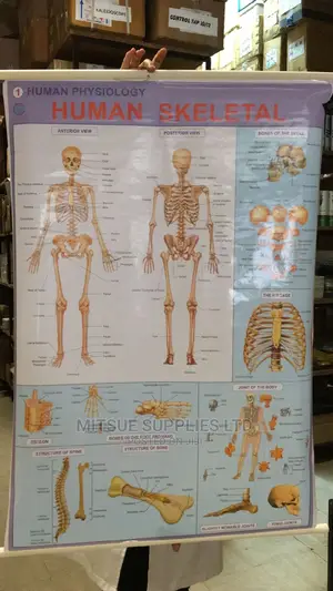 Human Skeleton System Chart- Detailed