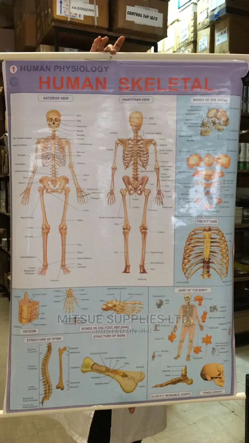 Human Skeleton System Chart- Detailed