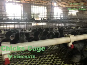 Chicks Cage