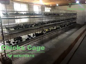 Chicks Cage
