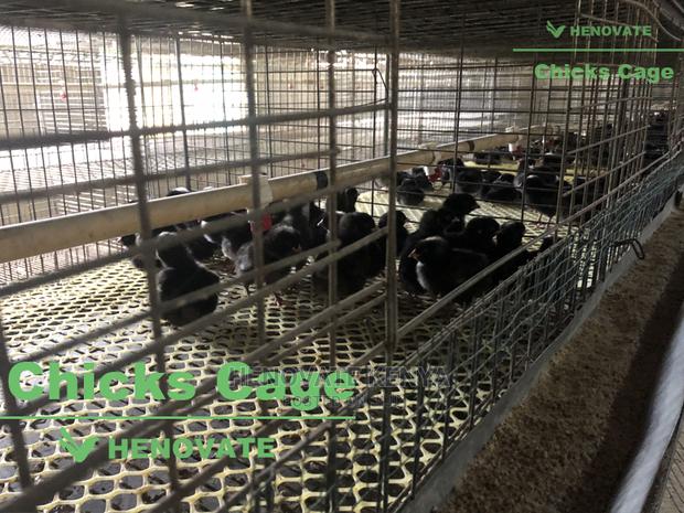 Chicks Cage From One Day Chicks - thumbnail 4
