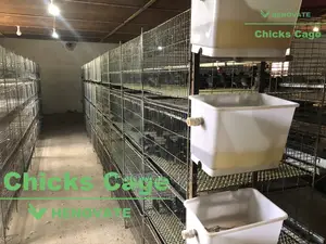 Chicks Cage From One Day Chicks
