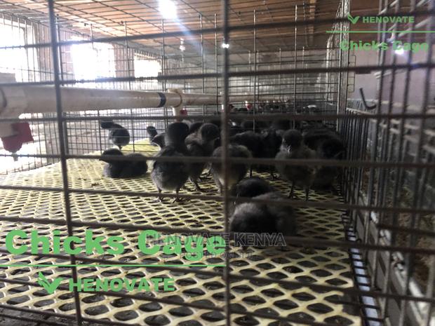 Chicks Cage From One Day Chicks - main view