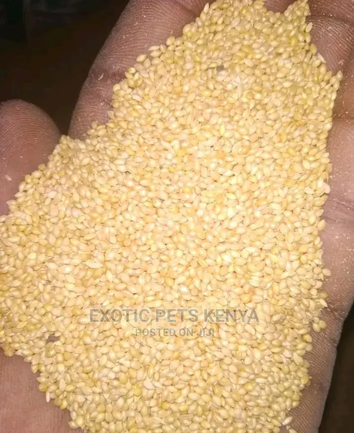 Budgie Food/Foxtail Millet/White Millet