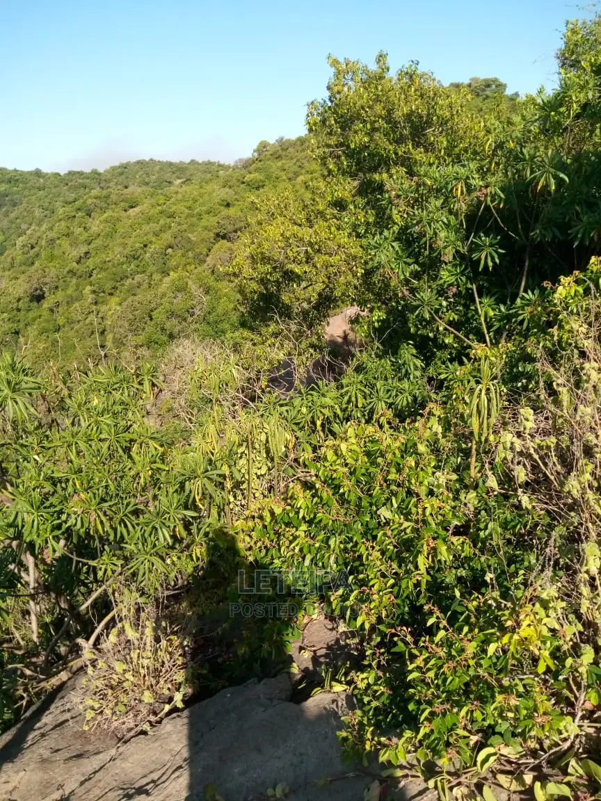50acres Along the Mara Triangle Escapment