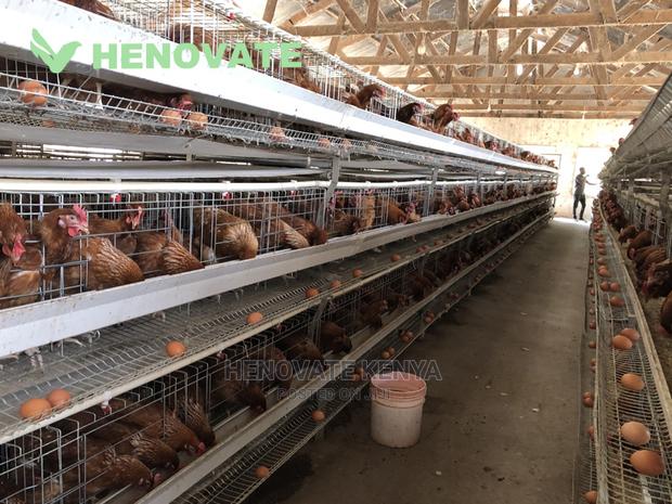 H-Type Layers Cage Saving Space - thumbnail 4