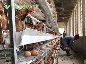 H-Type Layers Cage Saving Space - thumbnail 2