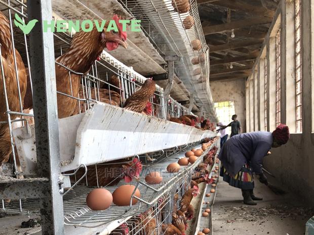 H-Type Layers Cage Saving Space - main view