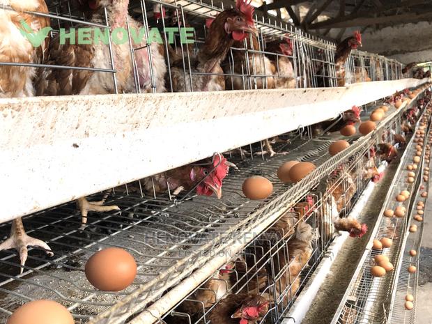 H-Type Layers Cage Saving Space - thumbnail 6