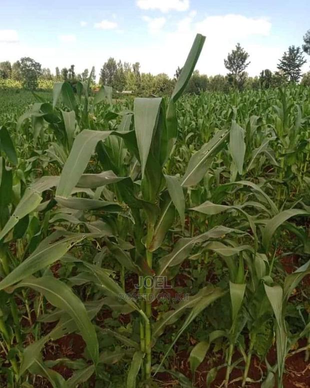 Malindi 24 Acres Land - main view