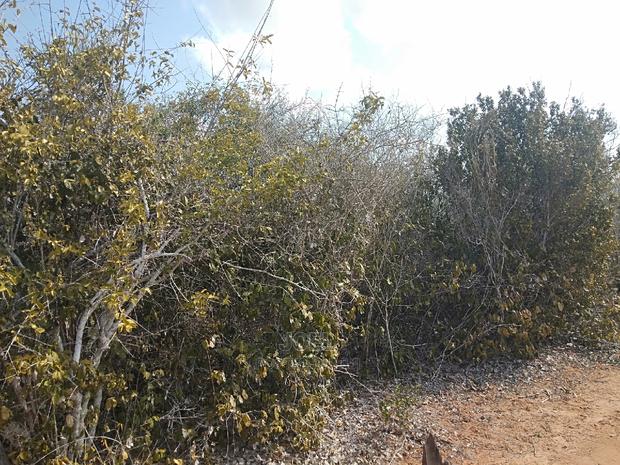 Malindi 24 Acres Land - thumbnail 3