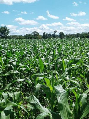 38 Acres Malindi Land - thumbnail 2