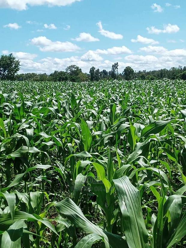 38 Acres Malindi Land - main view